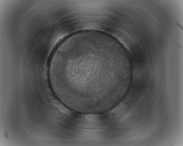 X0000097660832200803071530