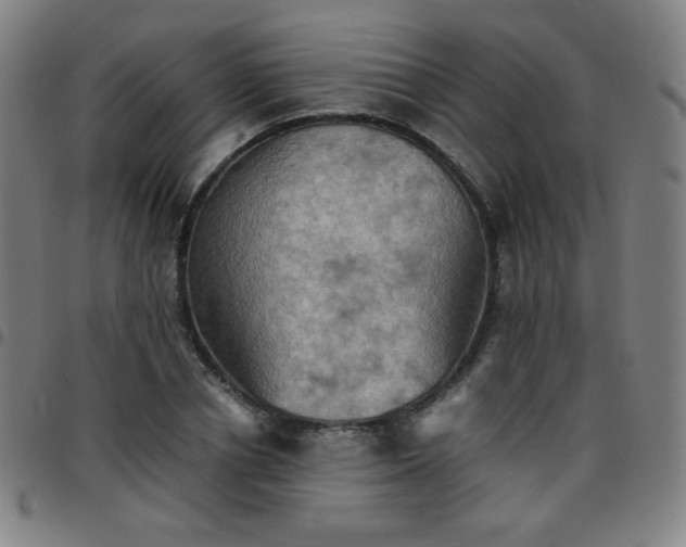 X0000097660834200803071530