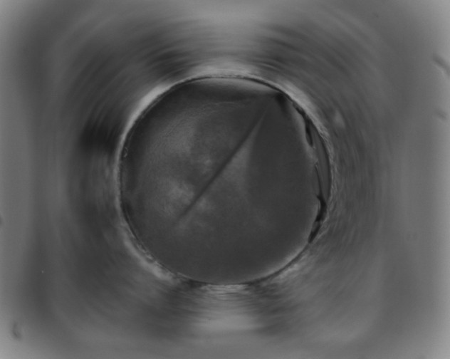 X0000097660864200803071530