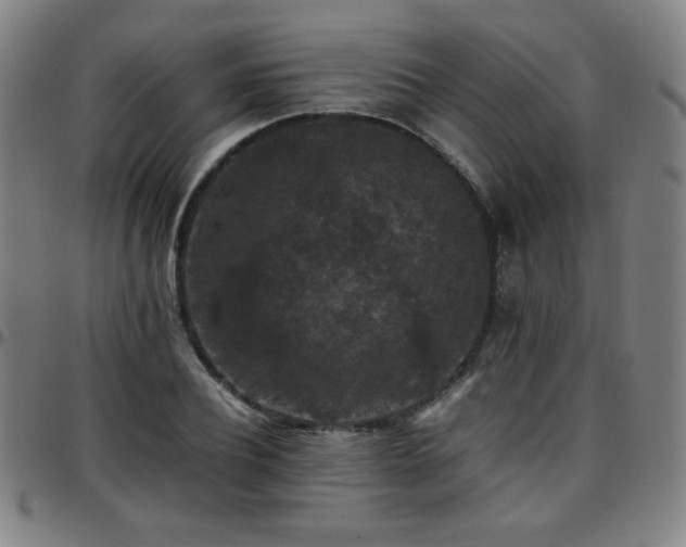 X0000097660932200803071529