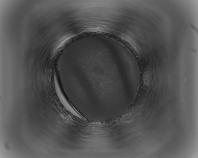 X0000097660968200803071528