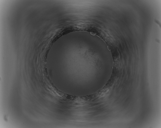 X0000097661009200803071527