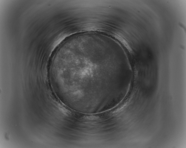 X0000097661023200803071527