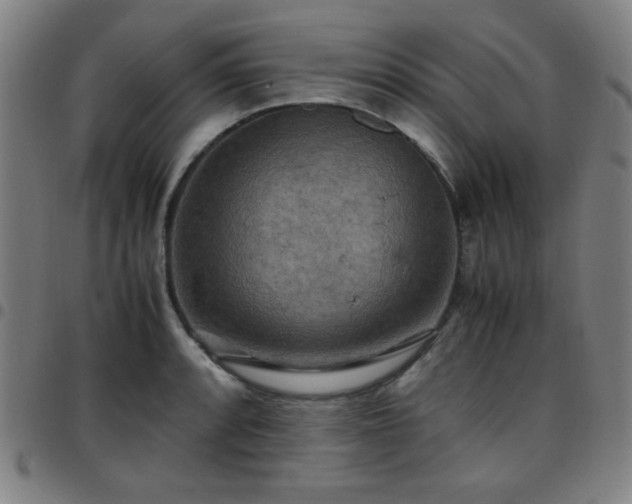 X0000097661088200803071526