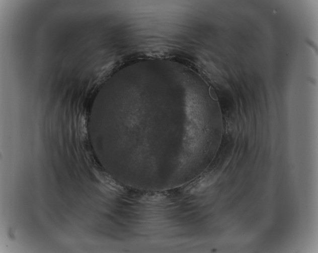 X0000097661106200803071525