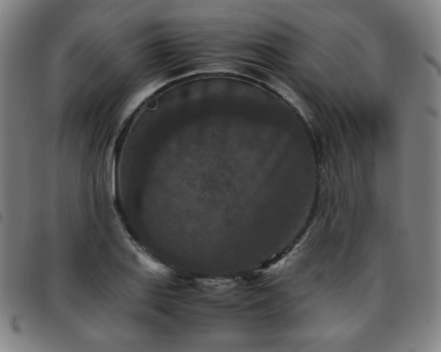 X0000097661127200803071526