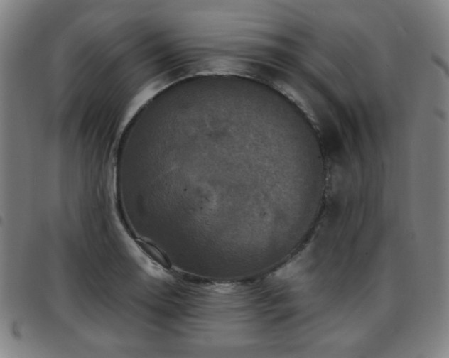 X0000097661130200803071526