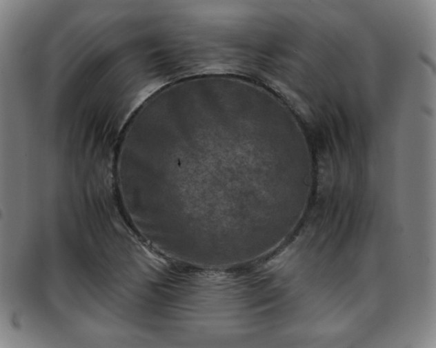 X0000097661170200803071525