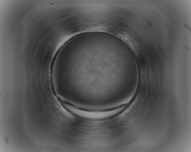 X0000097661184200803071525