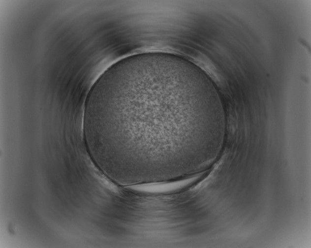 X0000097661228200803071524