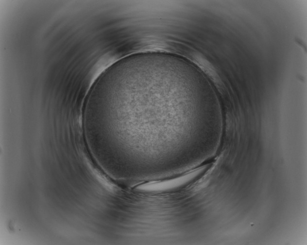 X0000097661234200803071524