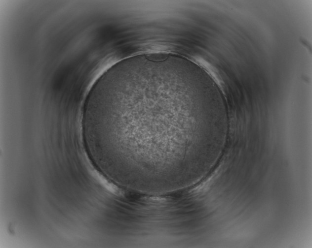 X0000097661235200803071525