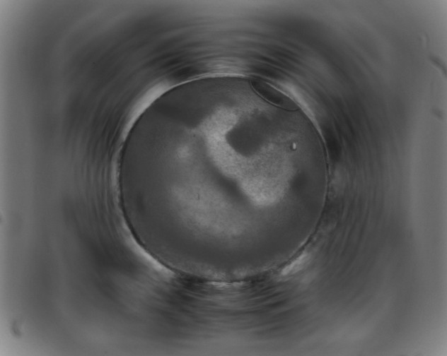 X0000097661243200803071525