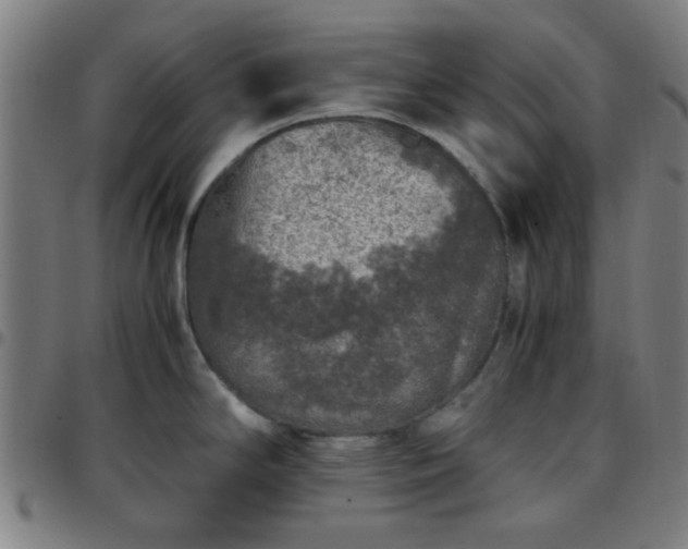 X0000097661294200803071523