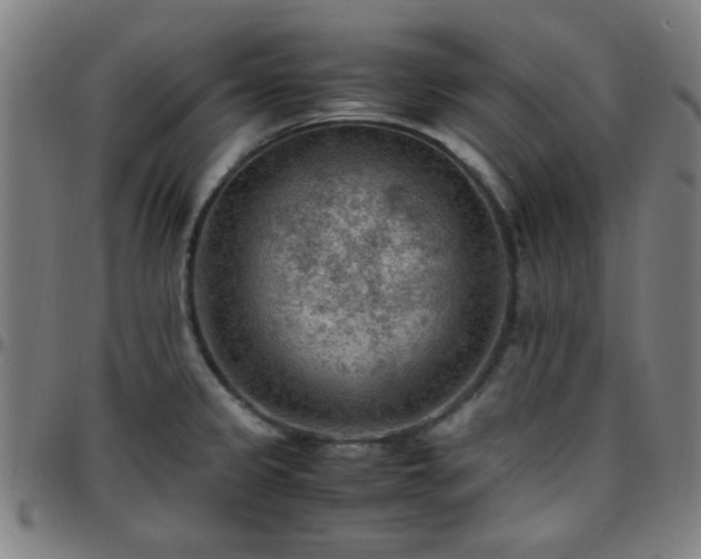 X0000097661333200803071523