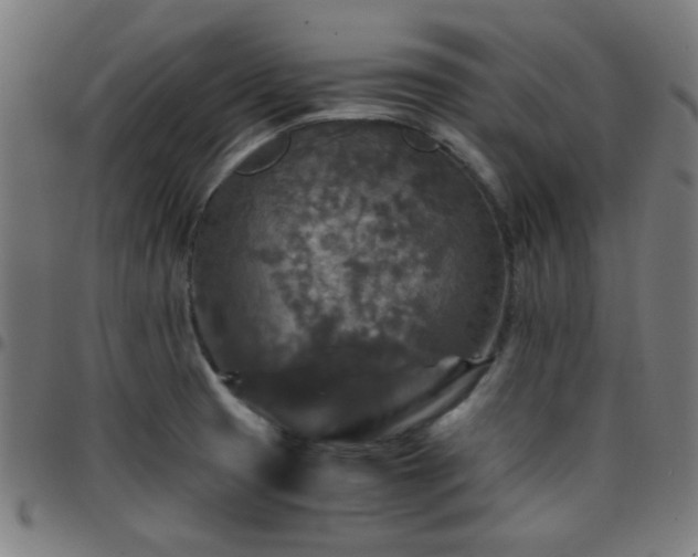 X0000097661425200803071522