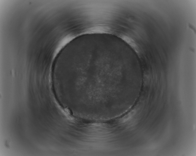 X0000097661469200803071521