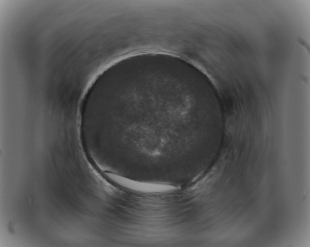 X0000097661508200803071520
