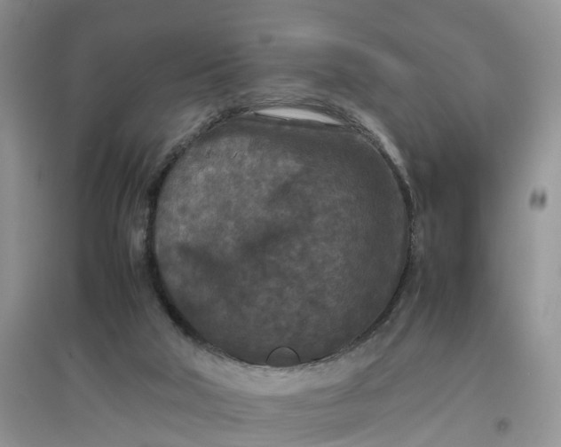 X0000097660018200803142142