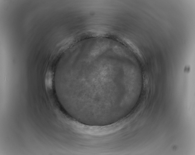X0000097660026200803142142
