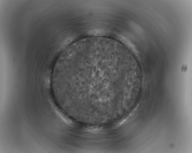 X0000097660065200803142141
