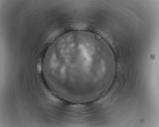 X0000097660069200803142142