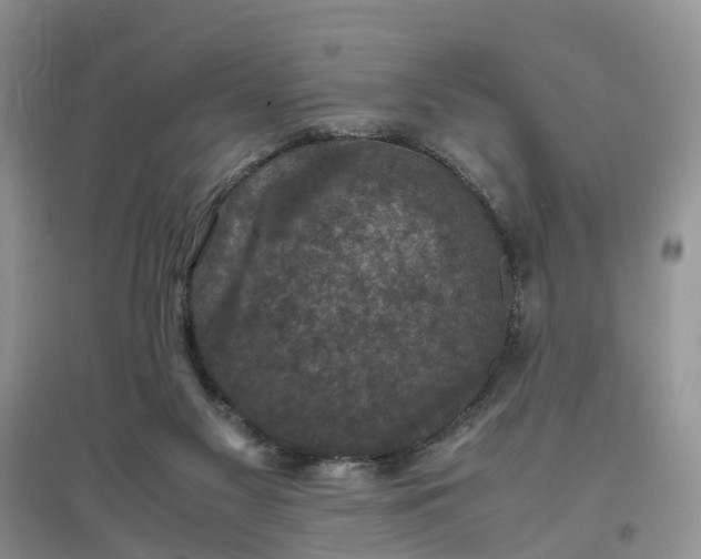 X0000097660117200803142141