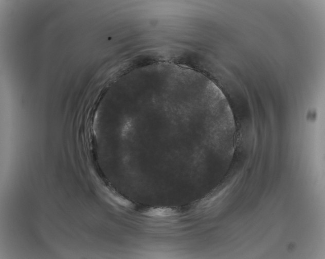 X0000097660137200803142141