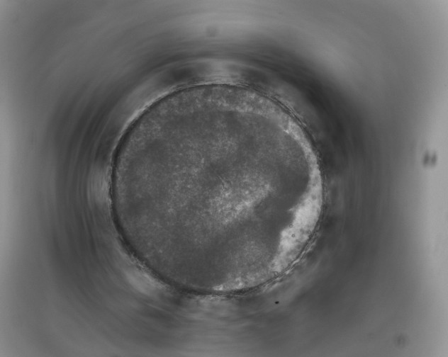X0000097660146200803142140