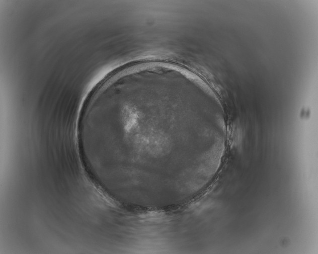 X0000097660196200803142140