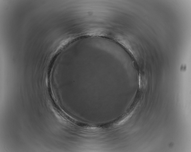 X0000097660205200803142140