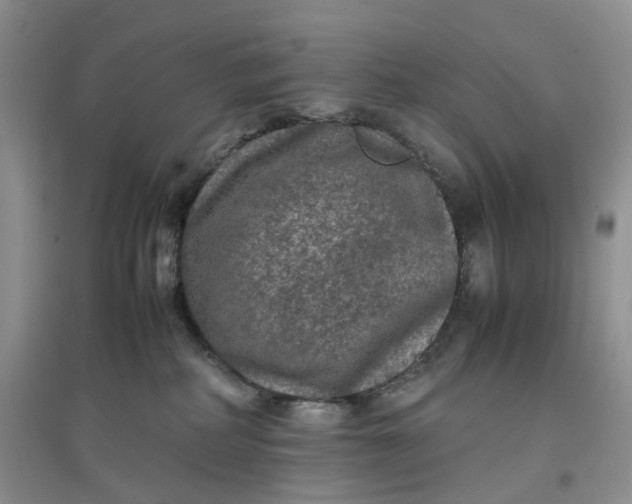 X0000097660234200803142139