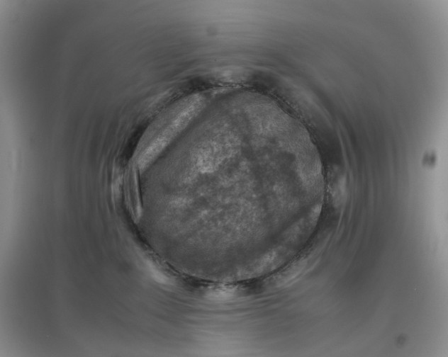 X0000097660235200803142139