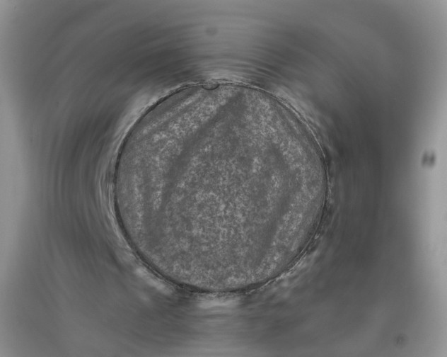X0000097660241200803142138