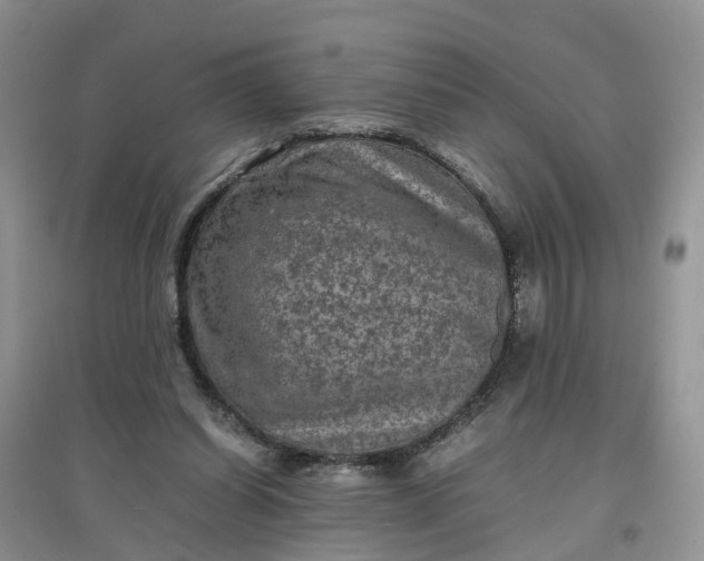 X0000097660254200803142138