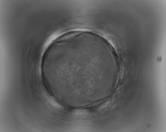 X0000097660296200803142138