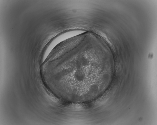 X0000097660299200803142138