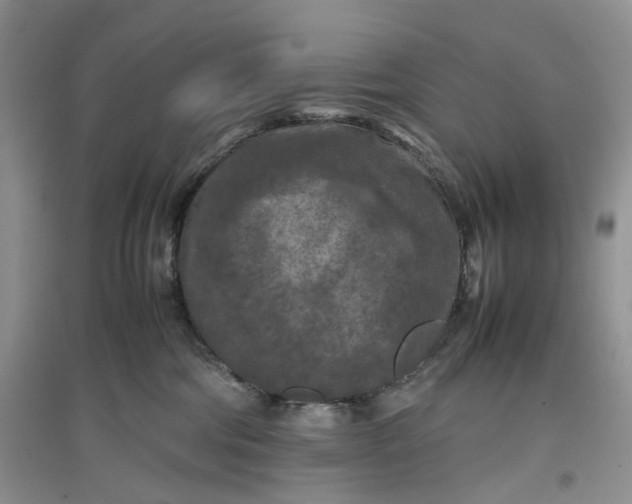 X0000097660330200803142138