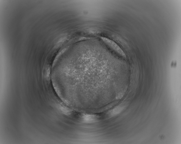 X0000097660336200803142138