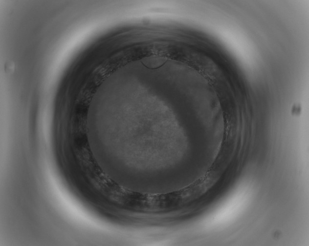 X0000097660383200803142138