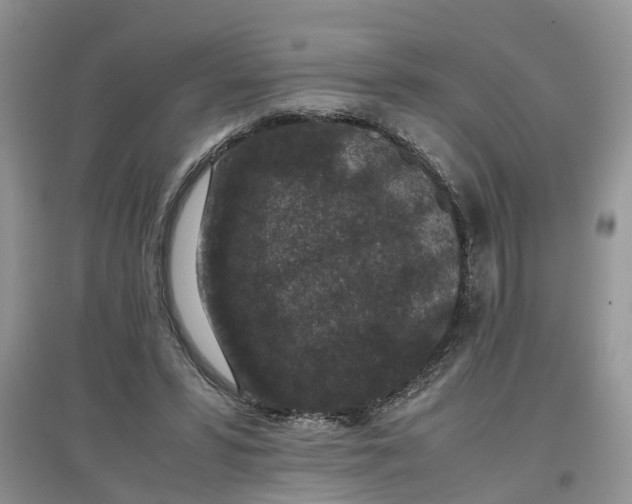 X0000097660399200803142137