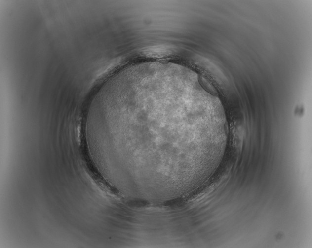 X0000097660404200803142136