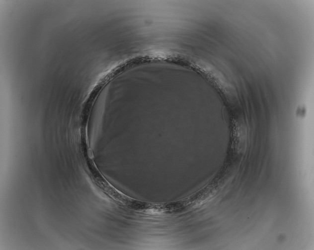 X0000097660496200803142135