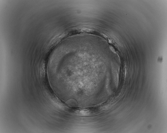 X0000097660506200803142135