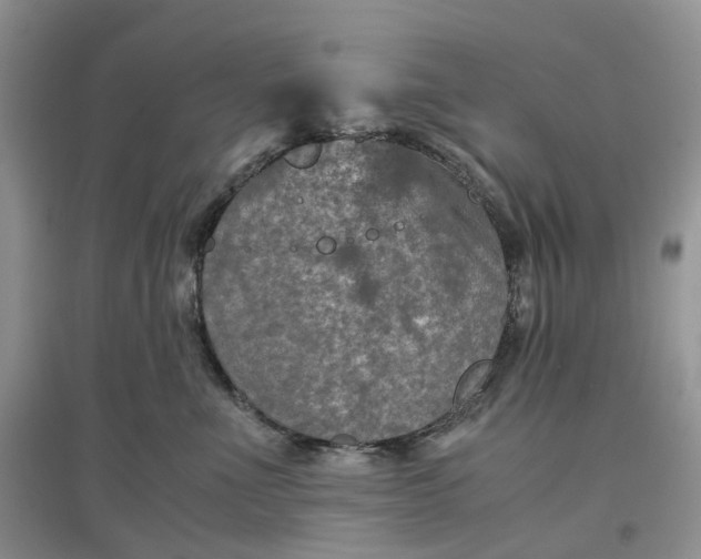 X0000097660523200803142135