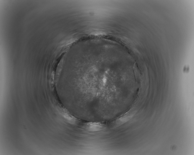 X0000097660528200803142135