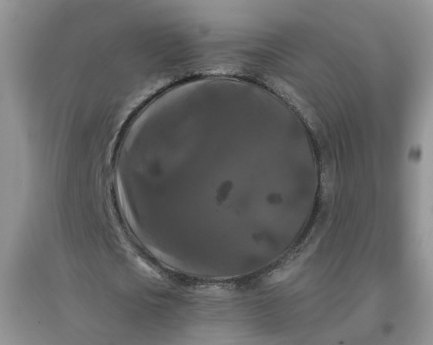 X0000097660721200803142131