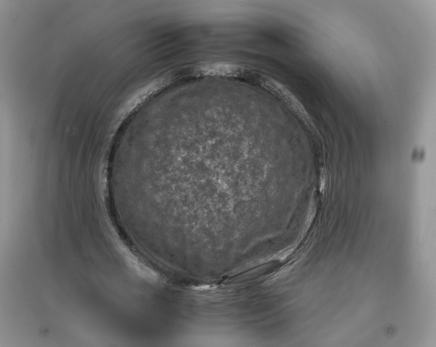 X0000097660725200803142131