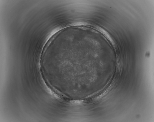X0000097660810200803142131