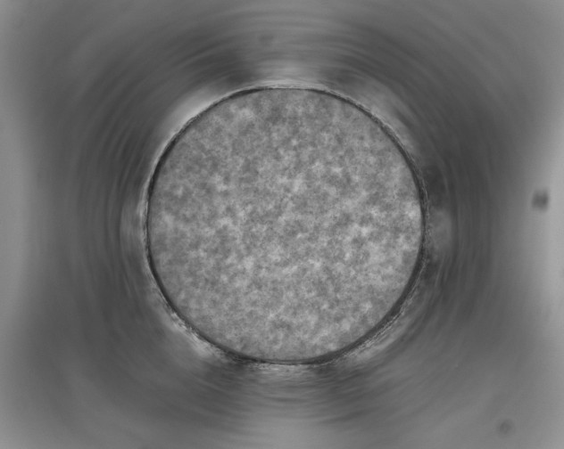 X0000097660856200803142131